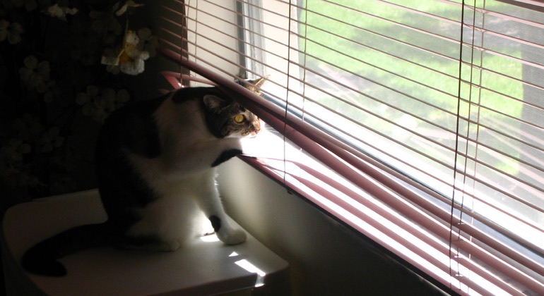 Cat looking through aluminum blinds in Boise.